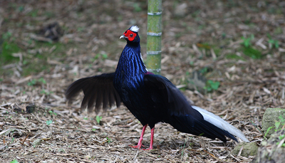 008-03_林文崇_藍腹鷴 (雄鳥)