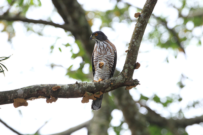 010-30_蔡振忠_鳳頭蒼鷹