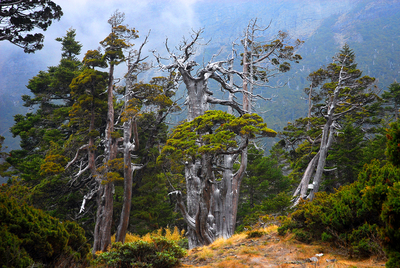 020-07_劉清泉_雪山翠池玉山圓柏